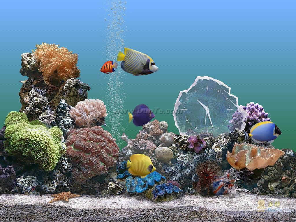 ˮ(Marine Aquarium)