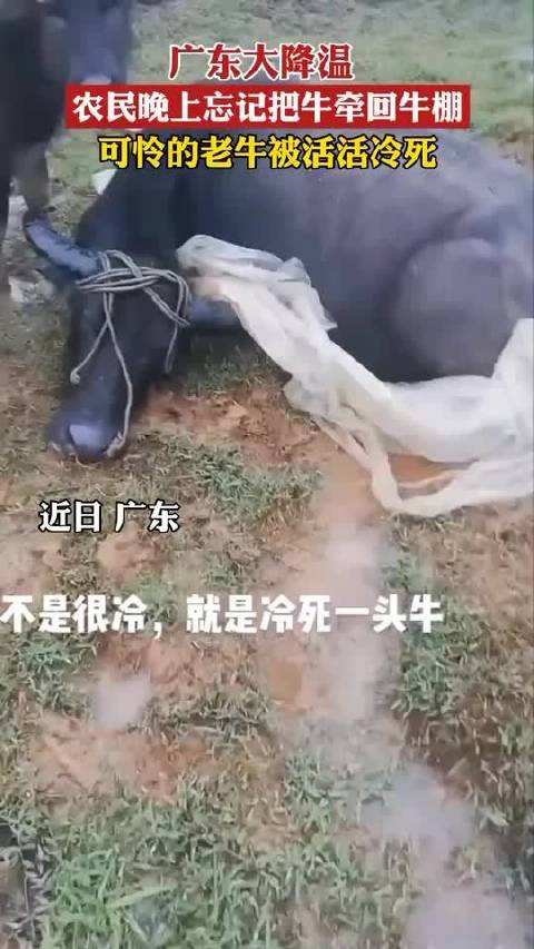 可怜又搞笑广东一头牛被活活冻死