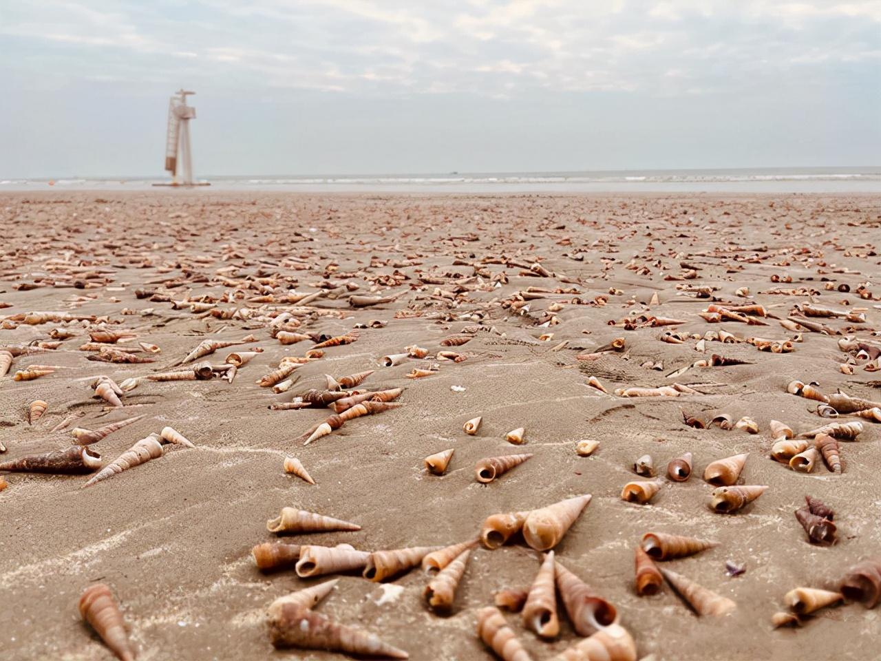 台风过后大量海鲜冲上岸,台风过后海鲜多吗