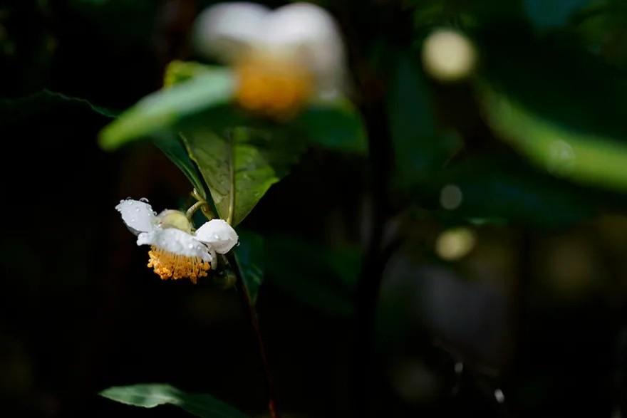 ##延時攝影拍下茶樹開花瞬間_多特軟件資訊