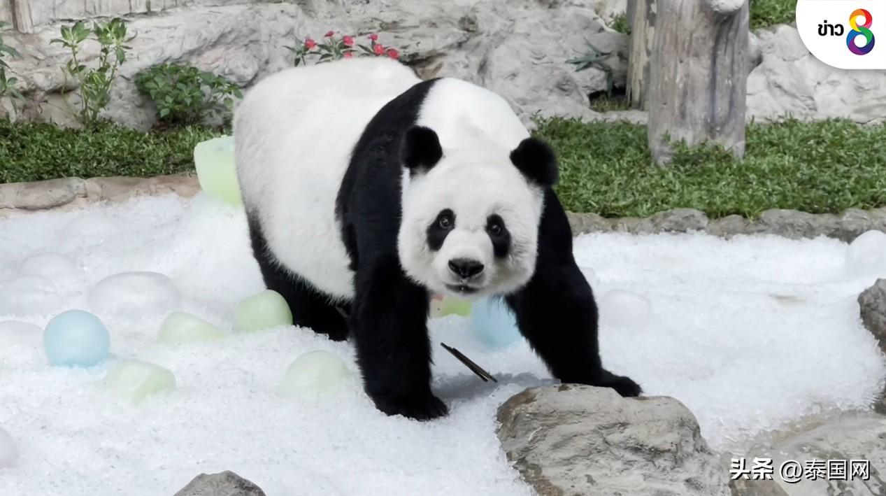 泰国大熊猫林惠去世,究竟是怎么一回事