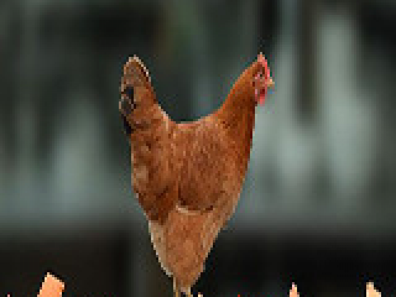 Ҳ Ӣİ