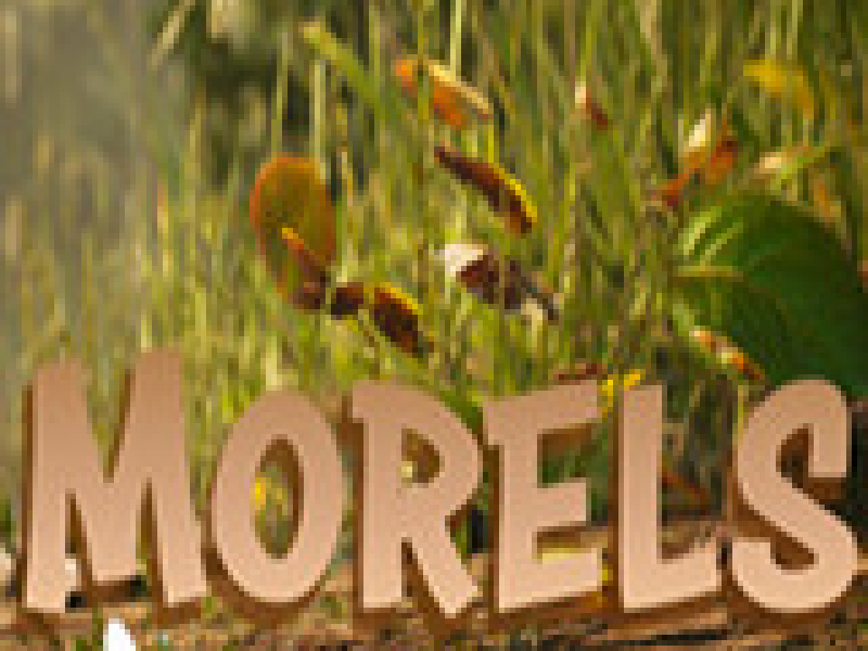 Morels: The Hunt İ