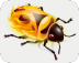 firebugչ
