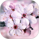 ӣֽ̬(Sakura Pro)