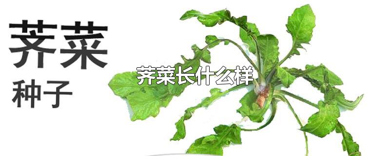 ˳ʲô