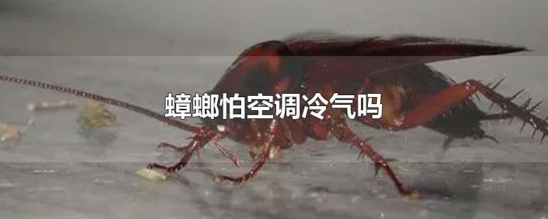 ¿յ