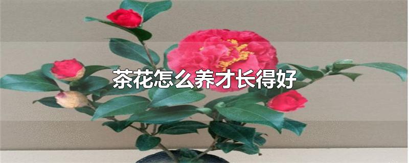 軨ôųú