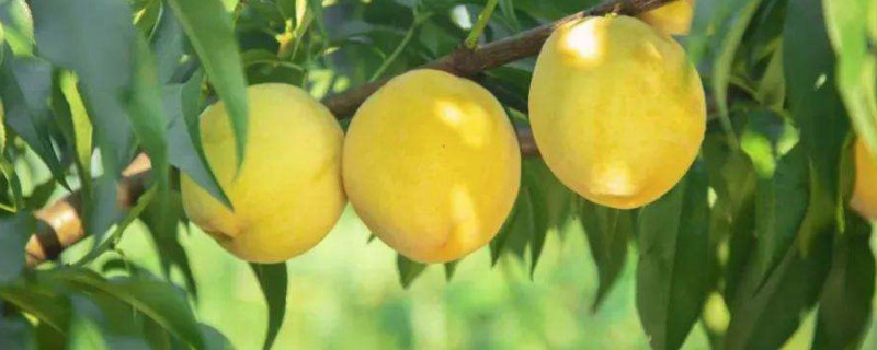 ҿԺţե֭