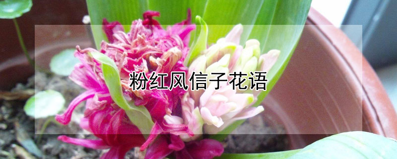 ۺӵĻۺʲôԢ⣩