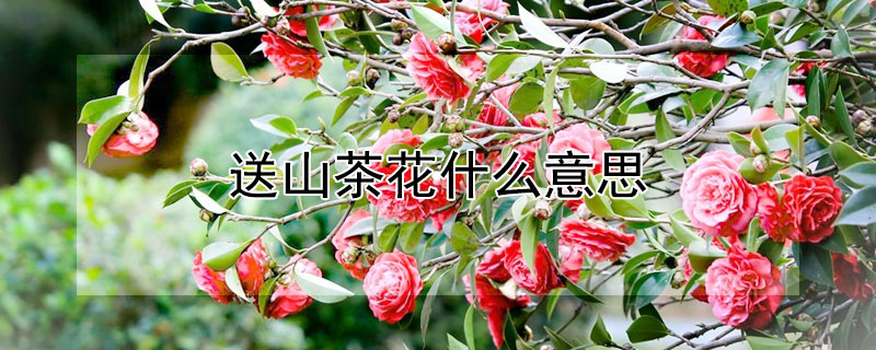 ɽ軨ʲô˼ɽ軨ʲôԢ⣩