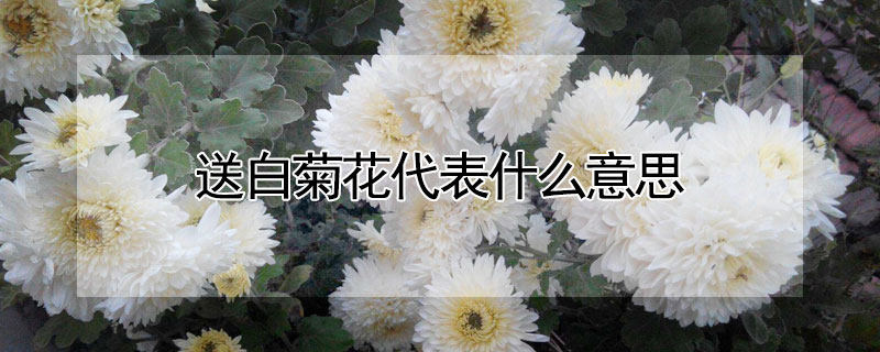 Ͱ׾ջʲô˼ͰɫջԢ⣩