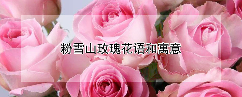 ѩɽõ廨ԢʲôѩɽõЩ壿