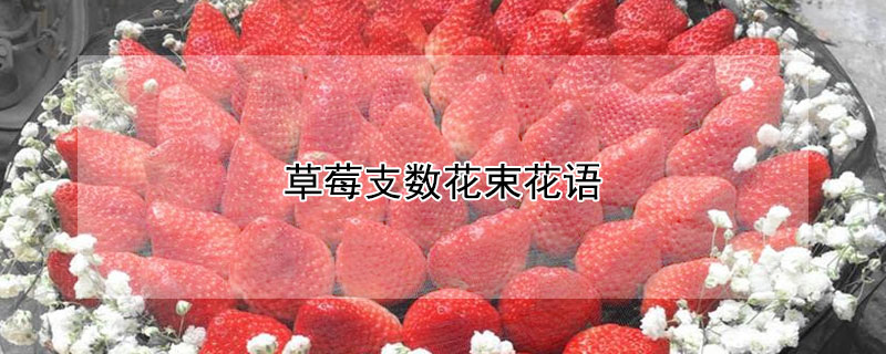 ݮ֧ݮ֧ʲôԢ⣩