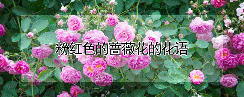 ۺɫǾޱĻ
