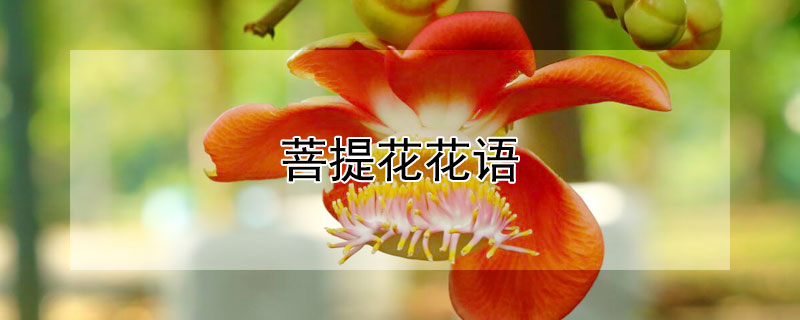 菩提花的花语？菩提花的象征意义是什么？