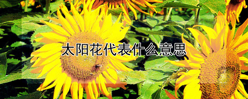 ̫ʲô˼̫Ԣ⣩