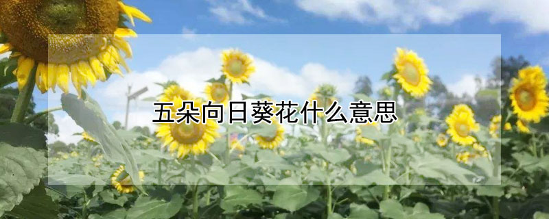 տʲô˼տĻ
