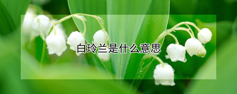 ˼ʺ͸ʲôˣ