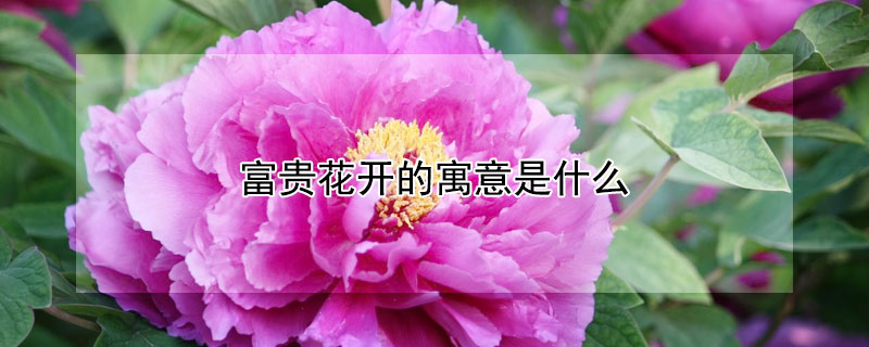 󻨿ʲôԢ⣿