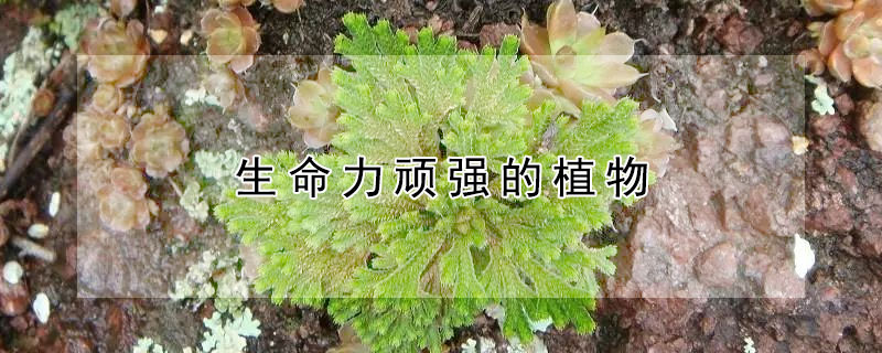 ǿֲЩʲôǿֲ