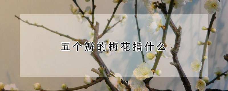 ÷ָʲôʲôԢ⣿
