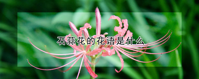 ʯ⻨ĻʲôЩ壿