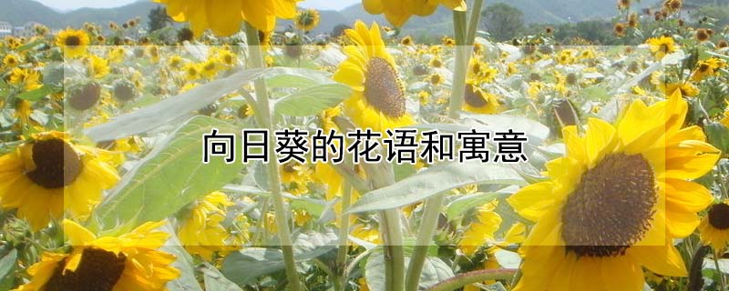 տĻԢ⣨տʲô壩