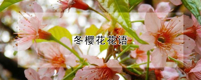 冬樱花的花语（冬樱花有什么寓意）