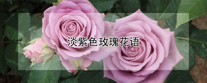 ɫõ廨