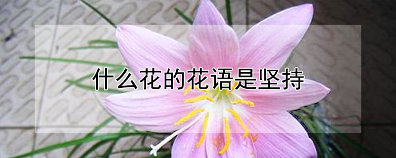 ʲôĻǼ