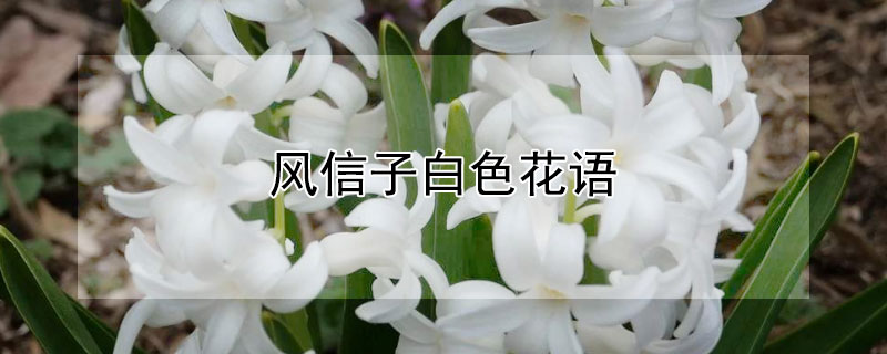 ӰɫɫӵԢ
