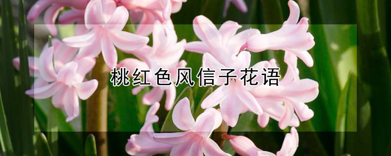 ҺɫӻҺɫʲôԢ