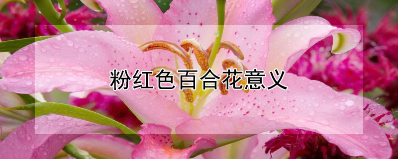 ۺɫٺϻ壨ۺɫٺϻЩԢ⣩