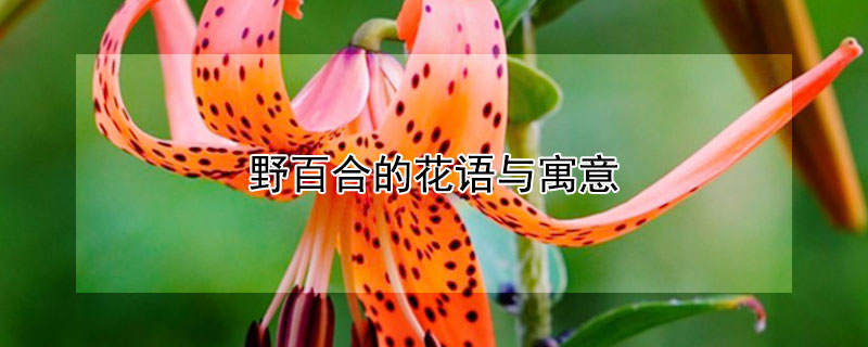 ҰٺϵĻԢ