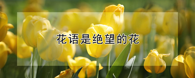 ǾĻʲôĻǾ
