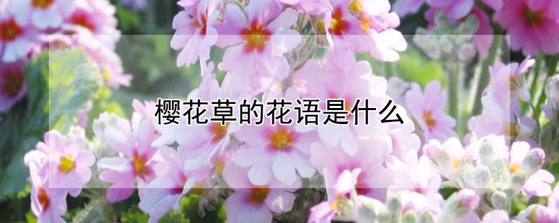 ӣݵĻʲôӣЩԢ⣿