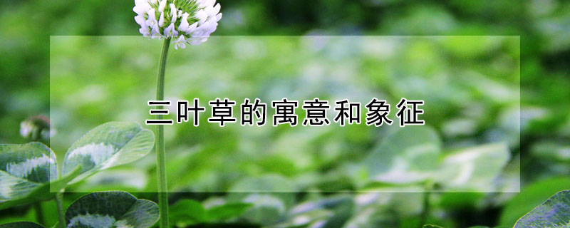 ҶݵԢҶʲô壿