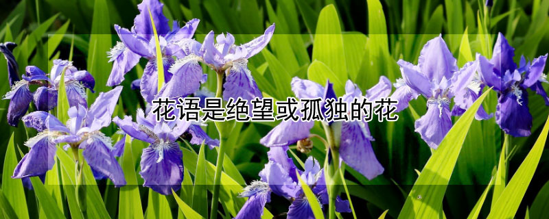 Ǿ¶ĻЩ