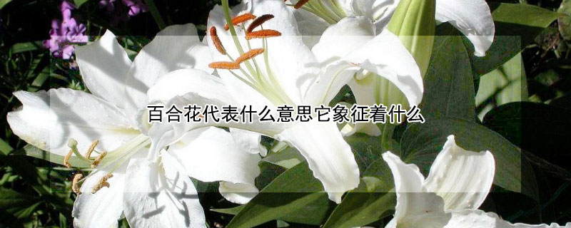 ٺϻʲô˼ʲô