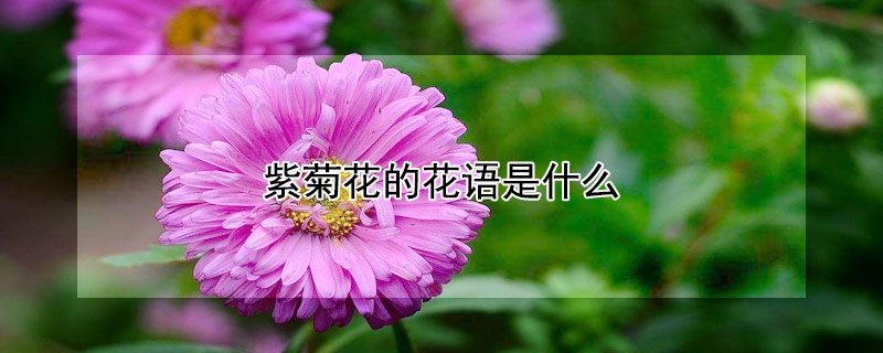ϾջĻʲôɫջʲôԢ⣿