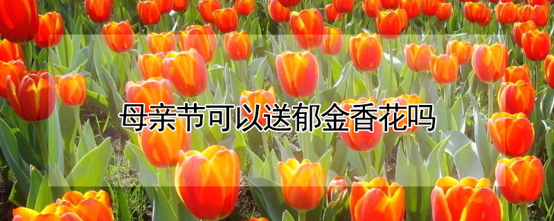 ĸ׽ڿ㻨