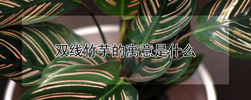 ˫Ԣʲô˫ʲô壿
