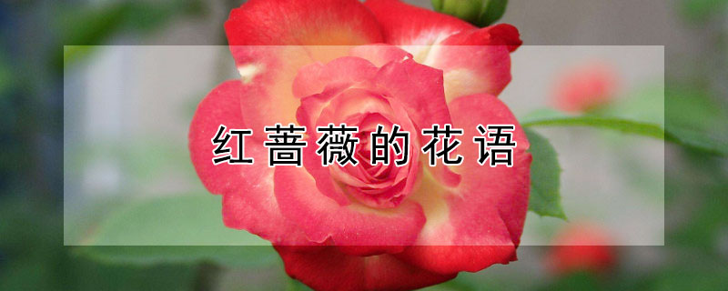 ǾޱĻﺬʲô