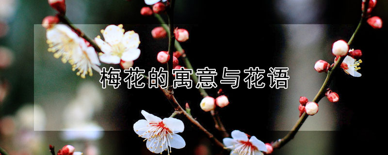 ÷Ԣ뻨÷ʲôﺬ壩