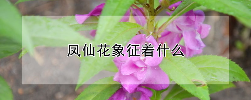 ɻʲôɻЩ壿
