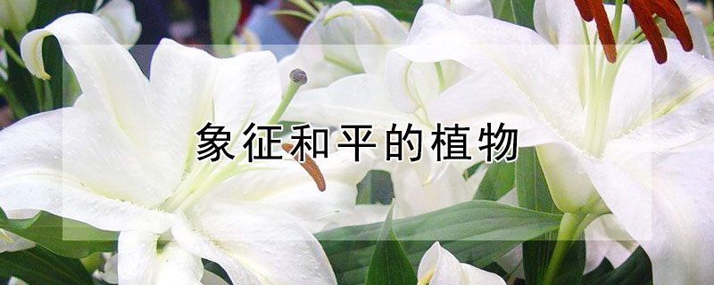 ƽֲЩ