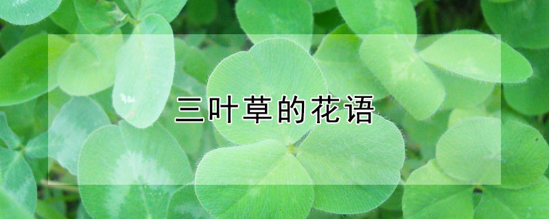 ҶݵĻҶʲôԢ⣿
