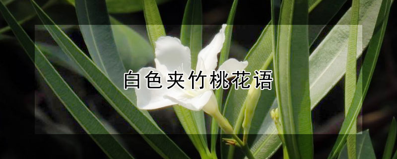 ɫһɫʲô壿