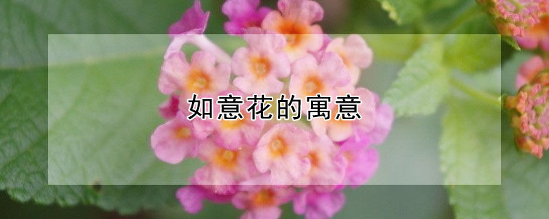 ⻨Ԣʲô˼⻨ʲô壿